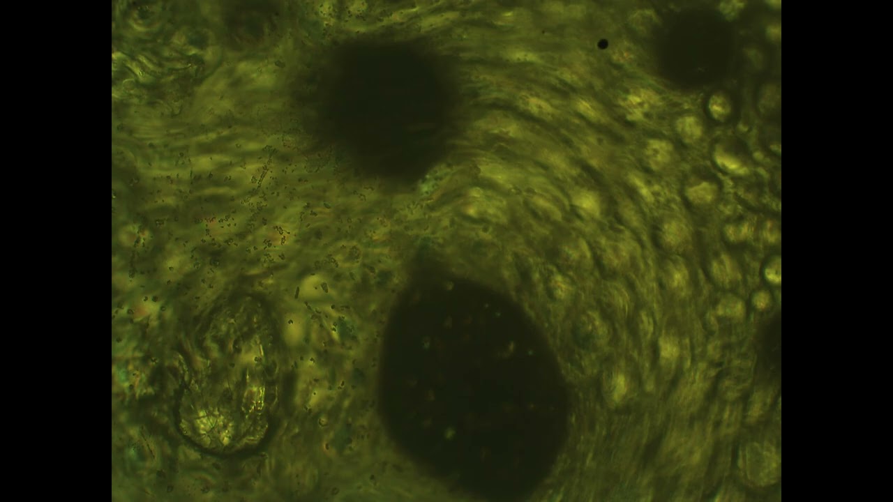 Liquid Crystal Chaos