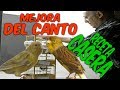 MEJORA DEL CANTO RECETA CASERA