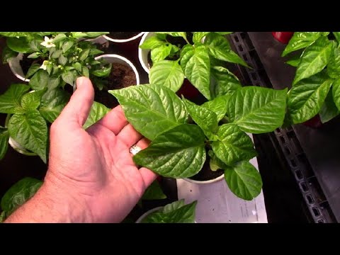 The Chili Peppers and the New Plan