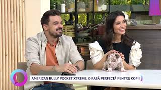 American bully pocket xtreme, o rasă perfectă pentru copii