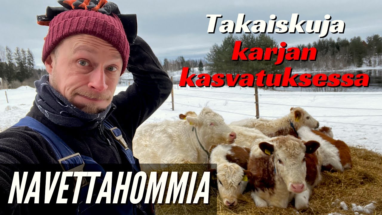 Navettahommia ja karjankasvatuksen takaiskuja
