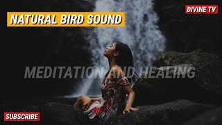 Bird Peaceful Meditation Music • Relax your mind and body •Positive energy •Calm and Natural Scenery screenshot 4