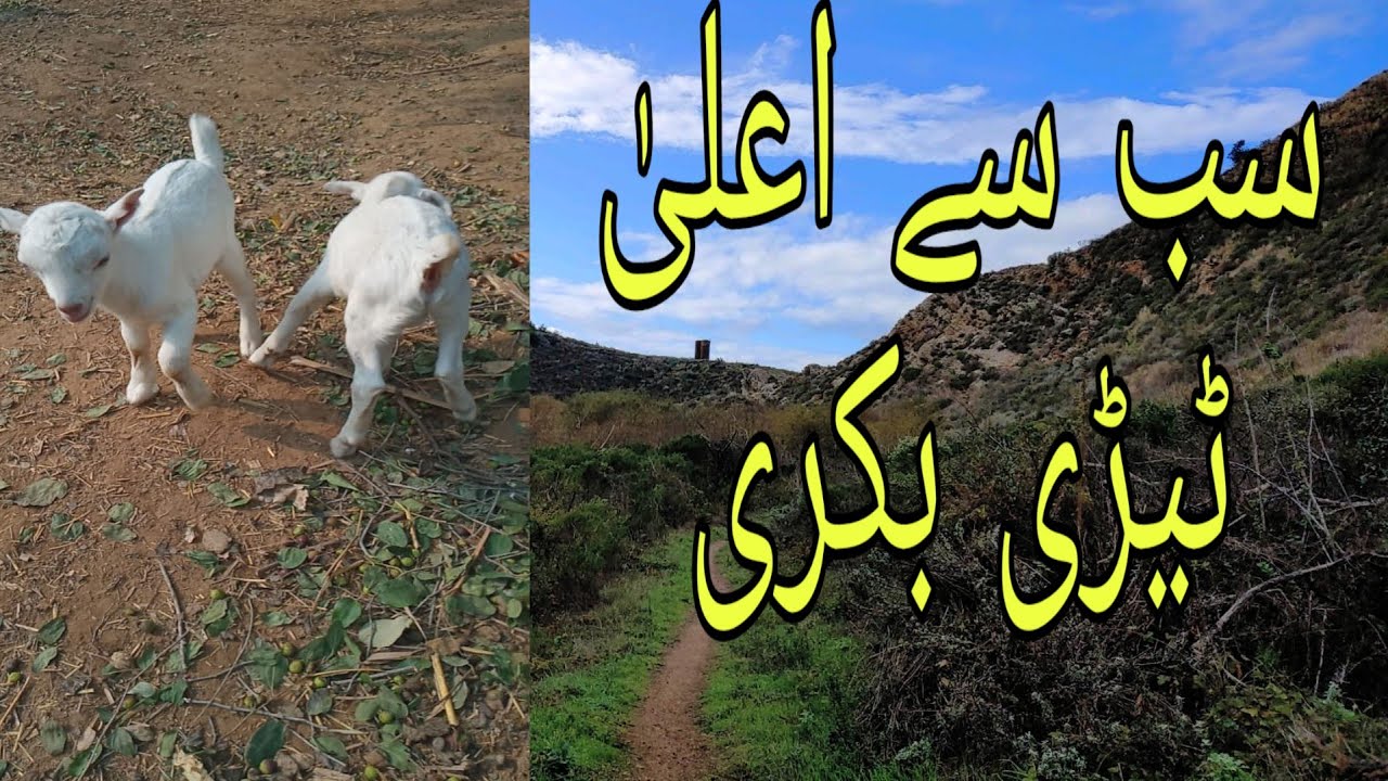 Teddy goat farming in Pakistan How to start goat farm YouTube