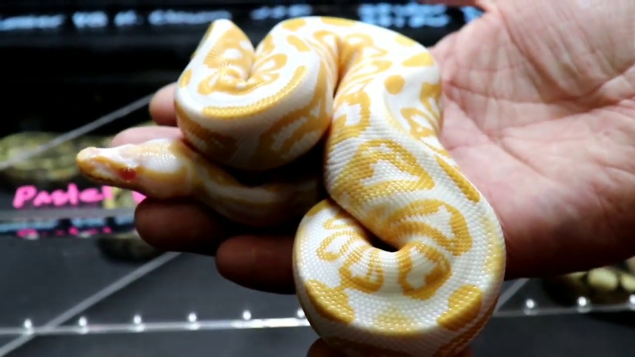 NEW YORK REPTILE EXPO Nov25, 2018 #whiteplains #reptile #expo #exotics