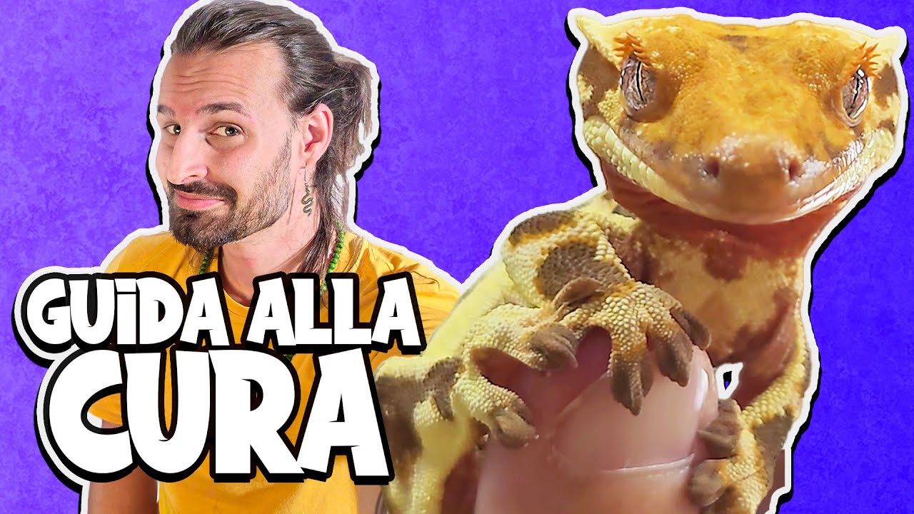 Come Tenere in Casa il GECO CILIATUS (e Gechi Gargoyle!)