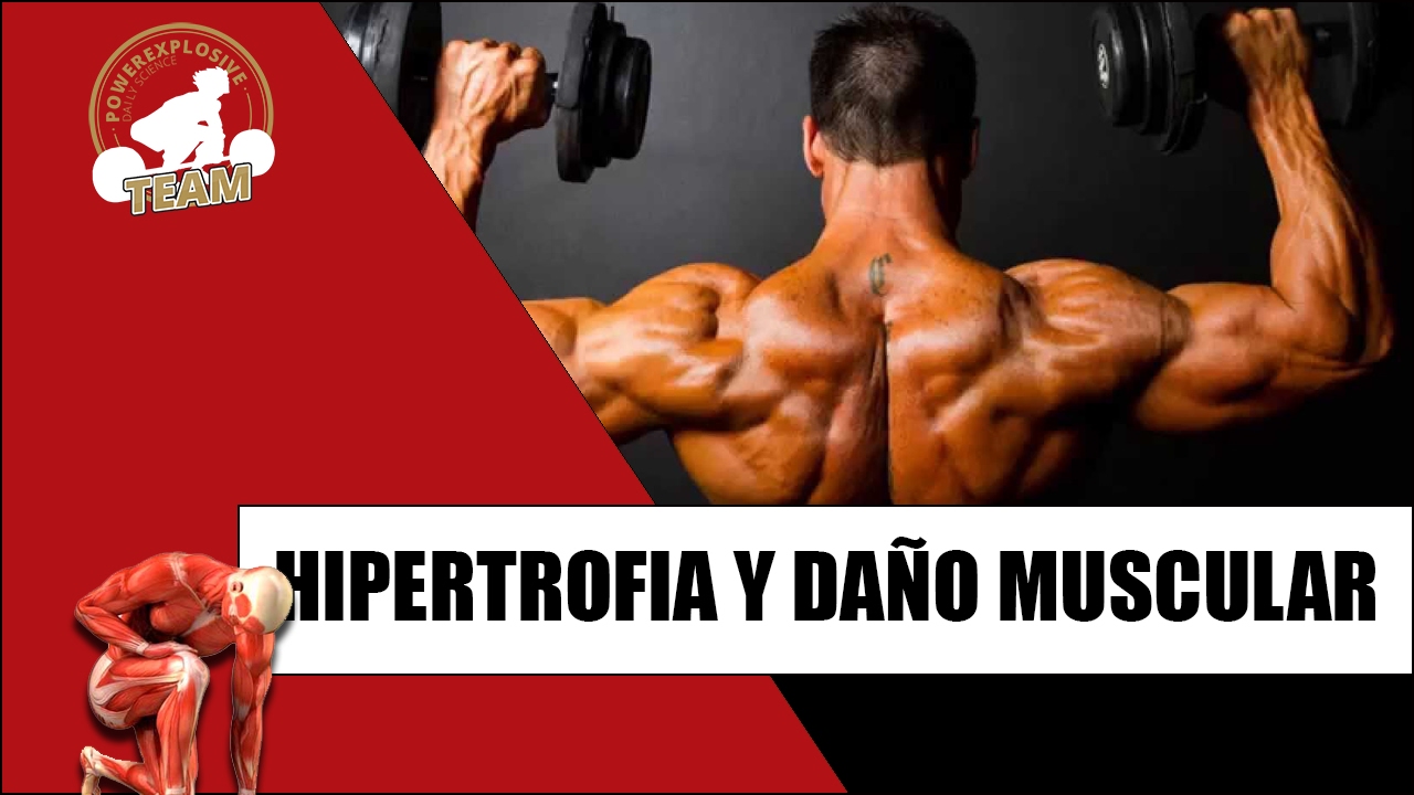 HIPERTROFIA Y DAÑO MUSCULAR: ¿ENTRENAS PARA ROMPER FIBRAS? muscular endurance