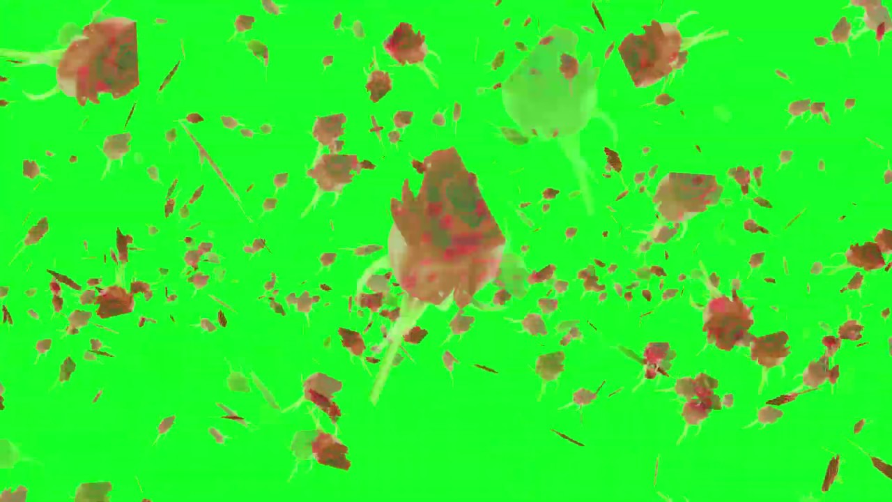 Rose Flower Effects 3D Green Screen HD - YouTube