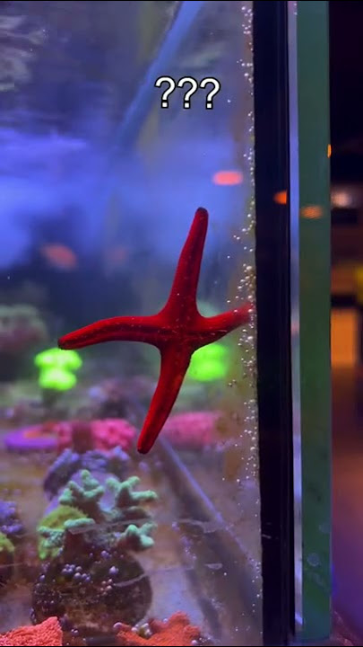 Texas State Aquarium - Happy Sea Star Sunday! Commonly known as starfish,  these unique creatures aren't fish at all, since they don't have fins,  gills, or backbones. Instead, they belong to the