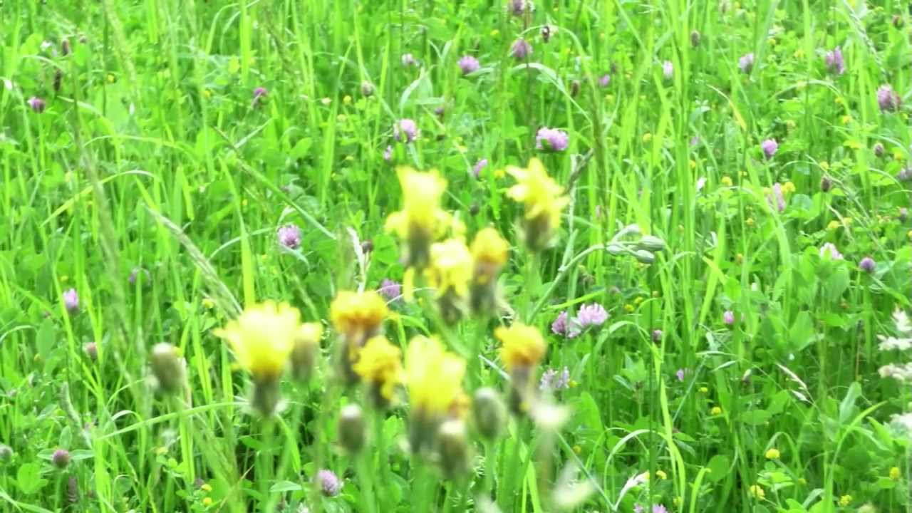 The Yellow On The Broom North Sea Gas Youtube youtube