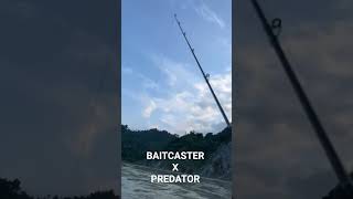 Fishing rod best baitcaster brad predator#arunachalpradesh#fishing #northeastindia#fishingtips#viral