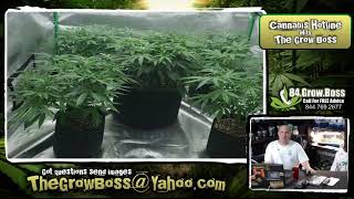 CANNABIS HOTLINE QUESTION   CHIEF LIFE 420    WATCH LIVE WEEKENDS @10AM   GROW BOSS
