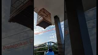 Download Lagu Syahdunya Suara Cucak Rowo,  serasa berada di Hutan  085 372 999 539 MP3