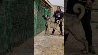 Böylesi 10 yıl&#39;da bir gelir #dog #puppy #kangalkeşfet #wolf