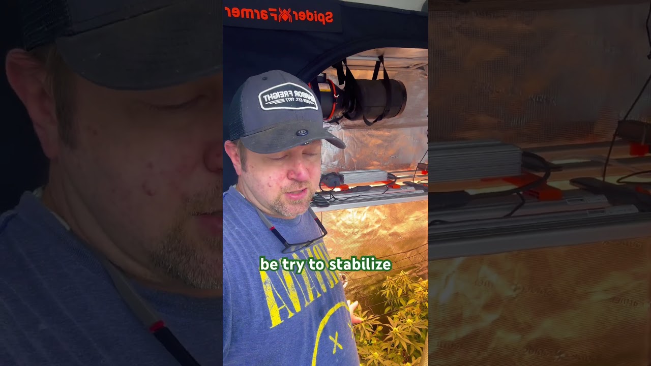 Проверка состояния сарая для сорняков, опыленные растения и инопланетная мать.