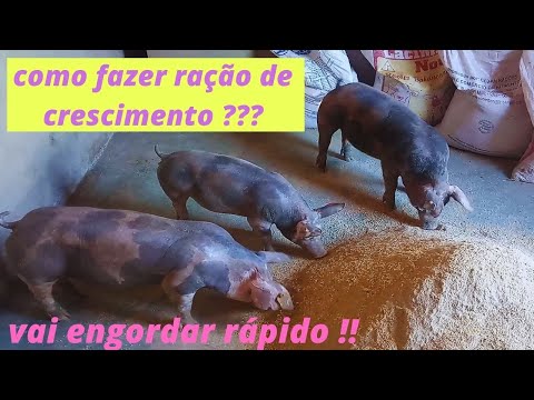 Vídeo: Como preparar ração para porcos?