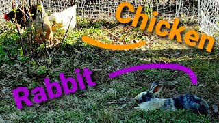 Rabbits and Chickens LIVE Together Outside