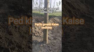 Ped ki growth kaise badhaye? 🌱 Ye 3 secret turant kaam karte hain! #farming #popular