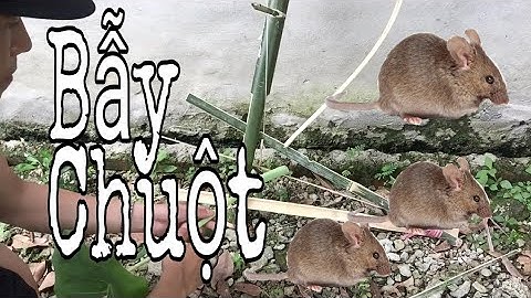 Làm Bẫy Chuột Bằng Tre Đơn Giản - Bamboo  trap | Tân K71