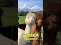 அல்பாகா இப்படியும் செய்யுமா? 😮 #alpaca #animalfacts #facts #wildlife