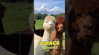 அல்பாகா இப்படியும் செய்யுமா? 😮 #alpaca #animalfacts #facts #wildlife