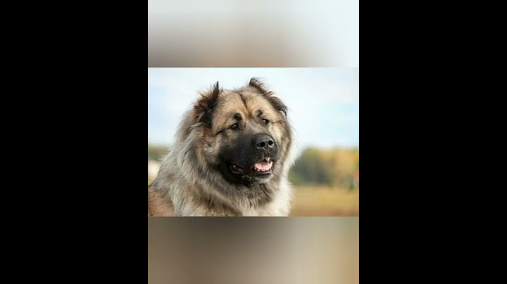 Рисунок кавказской овчарки🐶#shorts #рисунки #собака