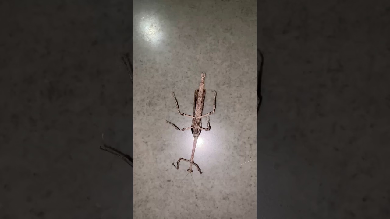 Giant African Stick Mantis 
