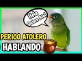 PERICO ATOLERO HABLANDO, Silbando y cantando - Perico Frente Naranja