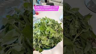 How to preserve your herbs after harvesting #garden #herbs #gardening #harvest #zone8b #basil