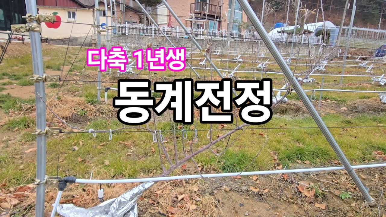 다축 1년생 동계전정 