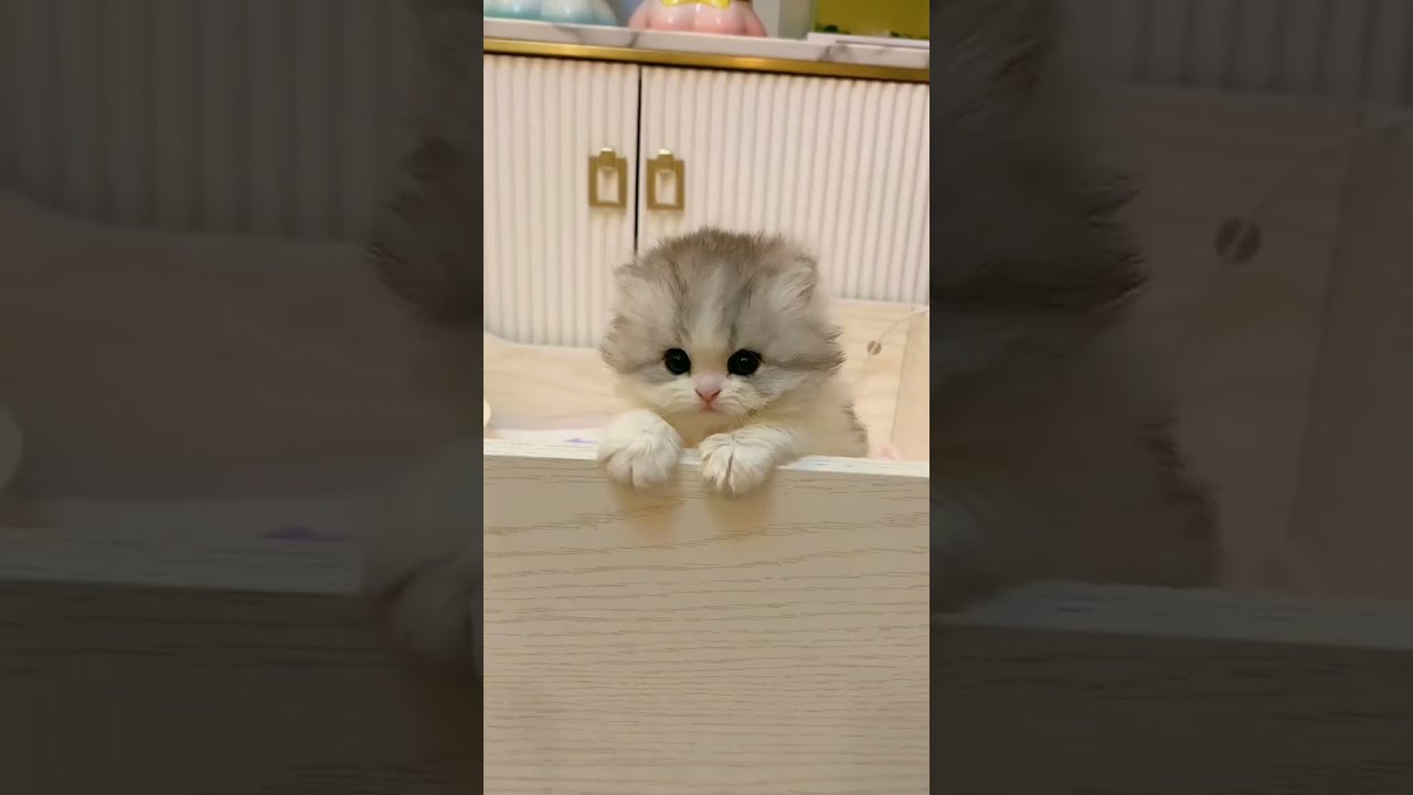 Pets Video Shorts 97 Cute Newborn Kitten Kitties Cats Meowing