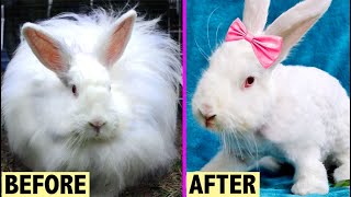 HOMELESS ANGORA BUNNY GETS A HAIRCUT! | AMAZING TRANSFORMATION