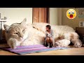 Most Biggest Cats In The World || Yellow