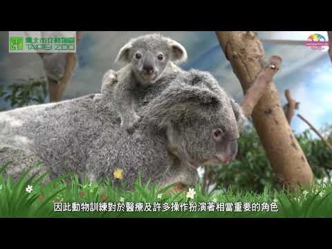 【野生動物福祉月】無尾熊 動物的健康