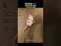 Ranking Best Glitched Cats 😭