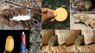 Best 2 Tips for Rat & Mouse | How to Mice and Rats Disappear in 5 Minutes without using Poison Traps