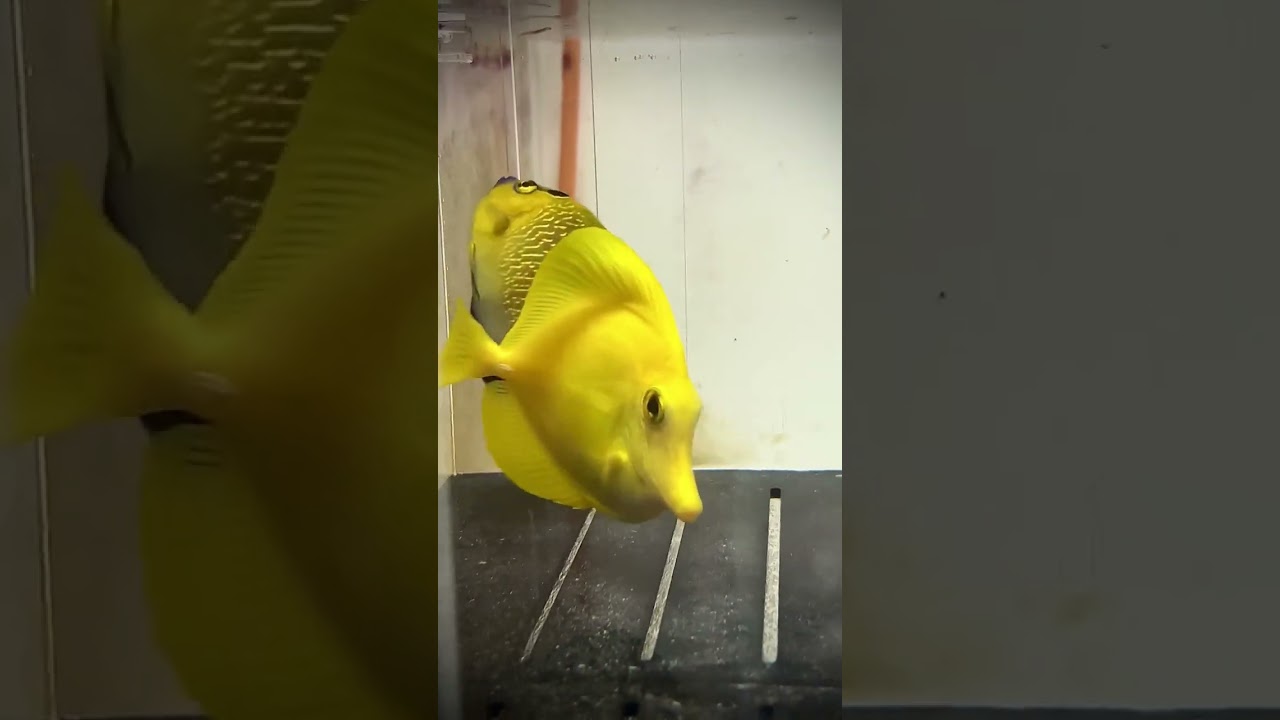 HARD TO FIND, CAPTIVE RAISED, ADULT YELLOW TANGS