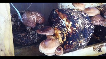 Shiitake Balcony 1/5: restarting blocks for more flushes - Mushroom Cultivation Videos Episode 5