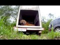 Awesome footage shows rare Amur tiger released back into the wild