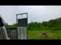 Awesome footage shows rare Amur tiger released back into the wild
