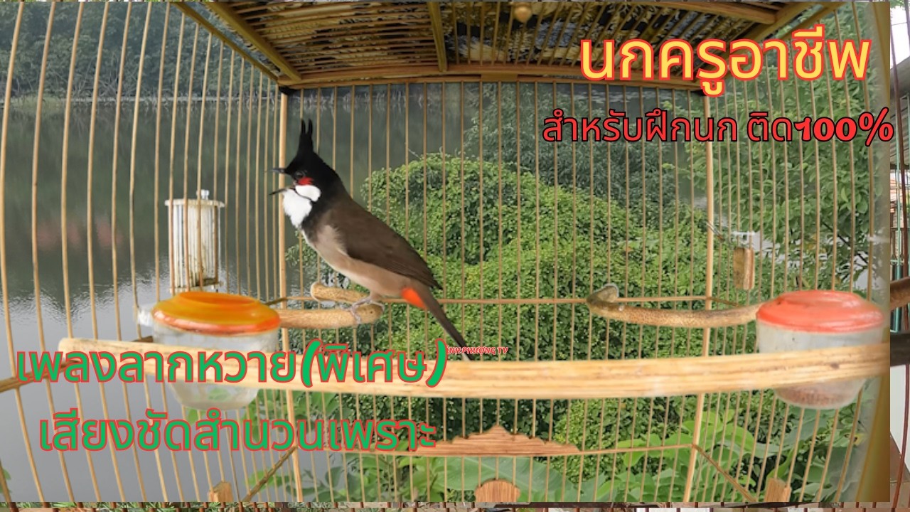 เสียงนกครู เบิ้ลร้อย เบิ้ล100 หาฟังยากมือใหม่สอนนกต่อเนื่องติดง่าย100% #นกครูอาชีพ #cǎomào