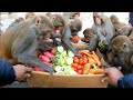 Monkey eat verities of vegetables  best food for monkeys  feeding carrot tomato cucumber  radish