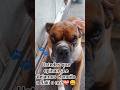 "My little boxer looks so cute with that bow tie!😄🐕 #kingboxer #shortviral #boxerlife #petshub