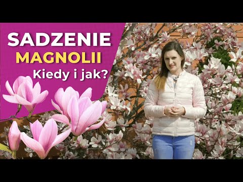 Video: Magnolie pro zónu 6: Pěstování magnólií v zahradách zóny 6