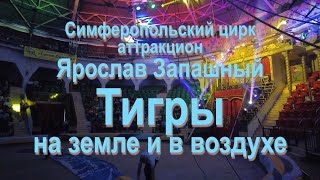 Цирк тигры (октябрь 2022)