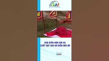 Rùa biển hơn 100 kg c.h.ế.t dạt vào bờ biển Mũi Né