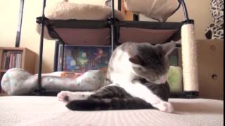 Allantran0, Cat Holding A Tail