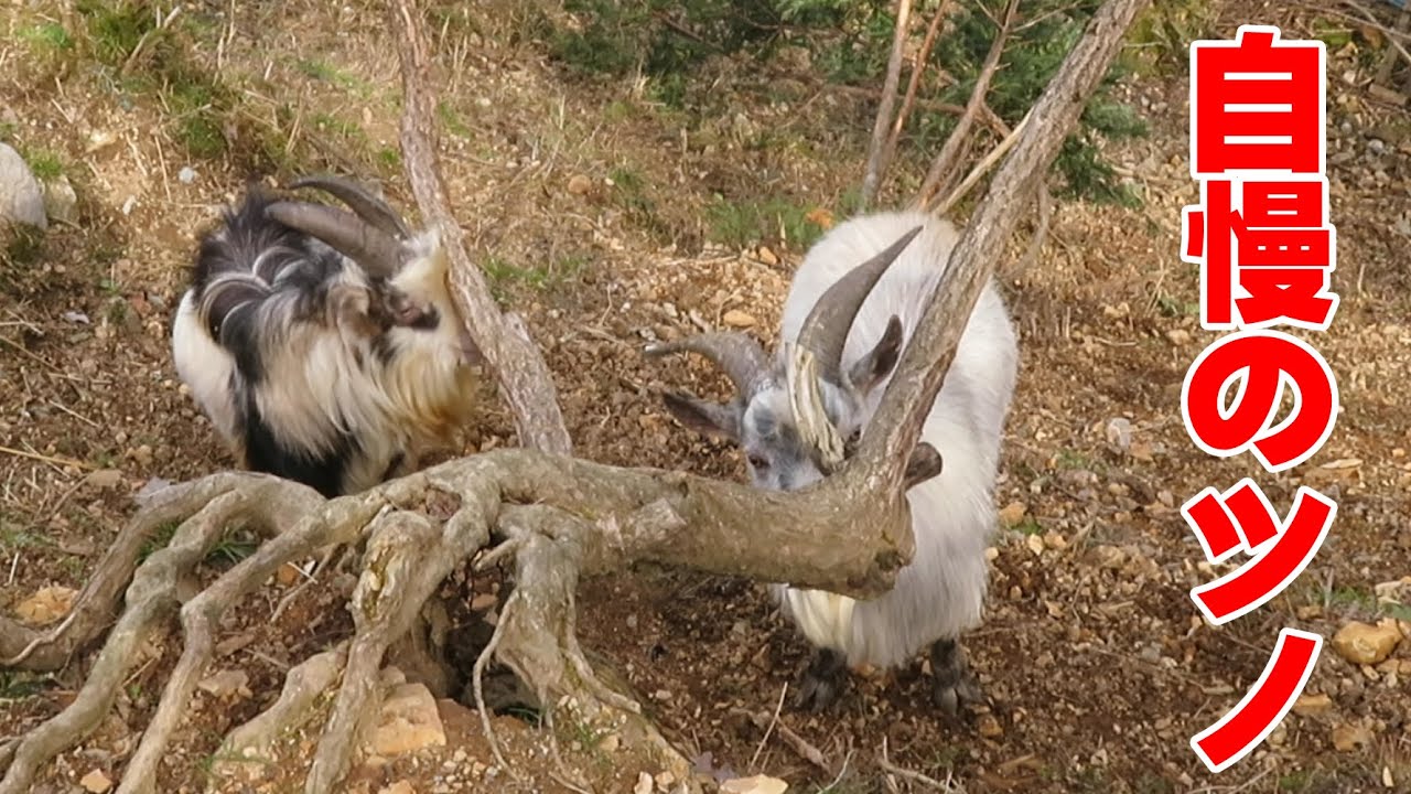 俺たちの自慢のツノ セルフケアする雄ヤギたち 手作りヤギ牧場 吉懸牧場 21年3月24日 Stunning Horns Of A Male Goat Youtube
