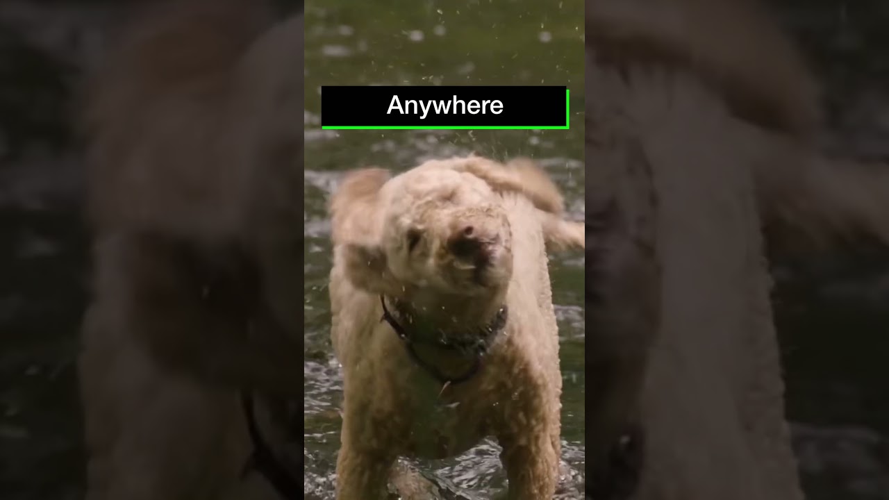 Dogs – the perfect models for us to capture on camera!