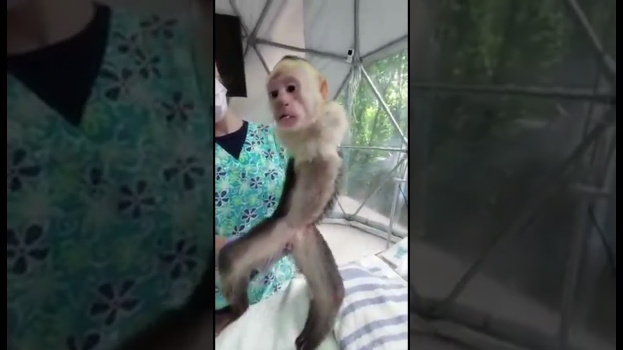 Best monkey pet breeds! 