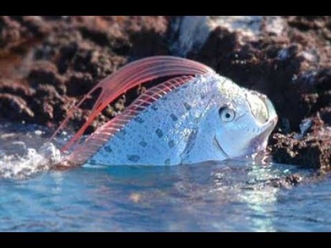 Oarfish: The Real Sea Serpent - Deepsea Oddities